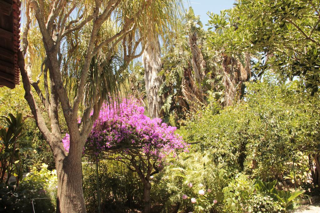 Vila Le Palme Garden San Giorgio  Exteriér fotografie