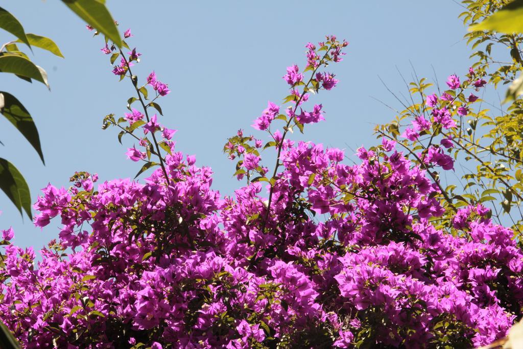 Vila Le Palme Garden San Giorgio  Exteriér fotografie